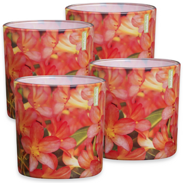 4er Set Bolsius Duftgläser 100x100mm Duftkerzen Groß Kerzenglas Floral Garden Azalea - rot